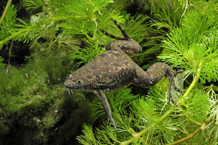 Afrikanischer Krallenfrosch