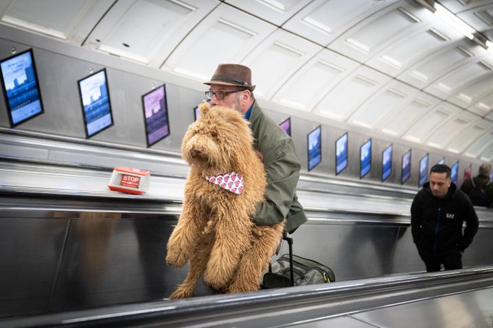 Herrchen, Hund auf Rolltreppe in London