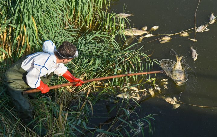 Tote Fische in der Oder: »Wir wissen nur, es muss etwas passiert sein«