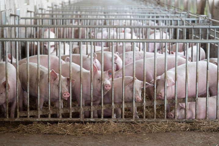 Mehr Platz für Schweine im Stall: Das große Projekt des Agrarministers