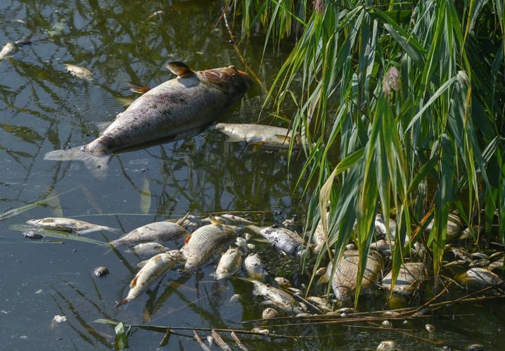 Tote Fische haben sich im deutsch-polnischen Grenzfluss Westoder, nahe dem Abzweig vom Hauptfluss Oder, auf der Wasseroberfläche gesammelt