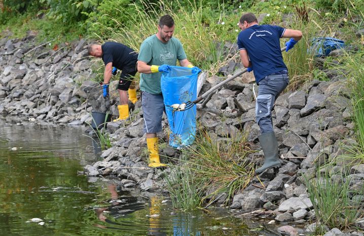 Lebus in Brandenburg: Freiwillige Helfer bergen tote Fische aus der Oder