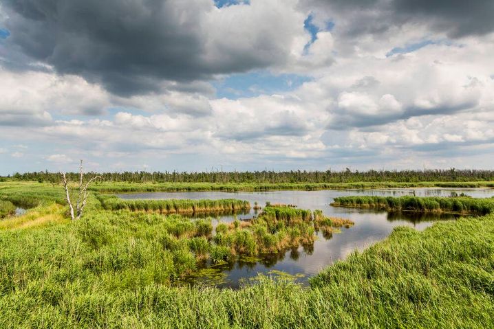 Feuchtgebiet Anklamer Stadtbruch: Moorflächen speichern mehr Kohlenstoff als Regenwald